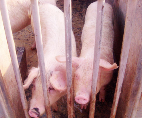 熱泵對養殖業的幫助 熱泵對養殖業的幫助