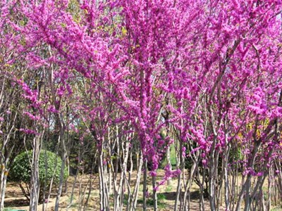 扮靚廠區美化環境我公司企業形象建設扎實推進