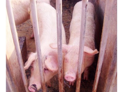 養殖業怕冷怎么辦！科靈熱泵供暖來幫你